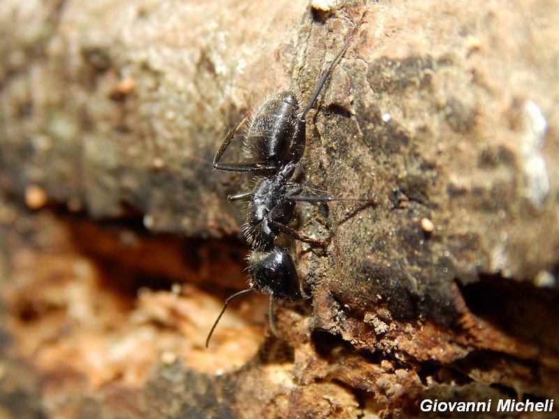 Camponotus vagus